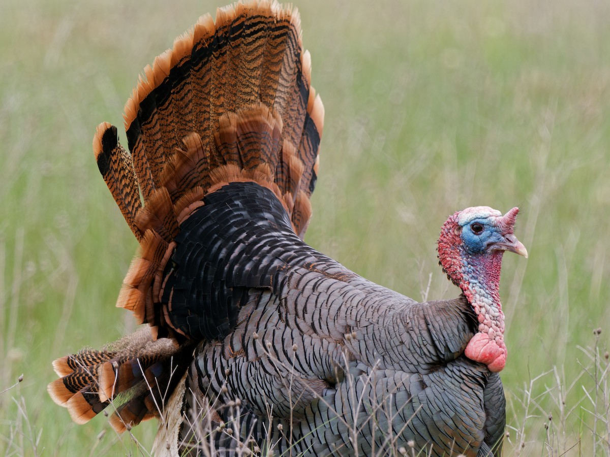 Wild Turkey - ML619121034