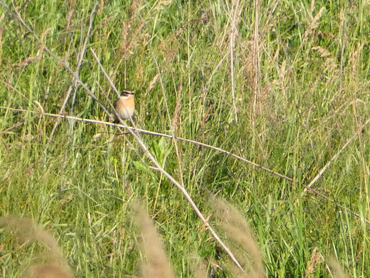 Whinchat - Михаило Тепавчевић