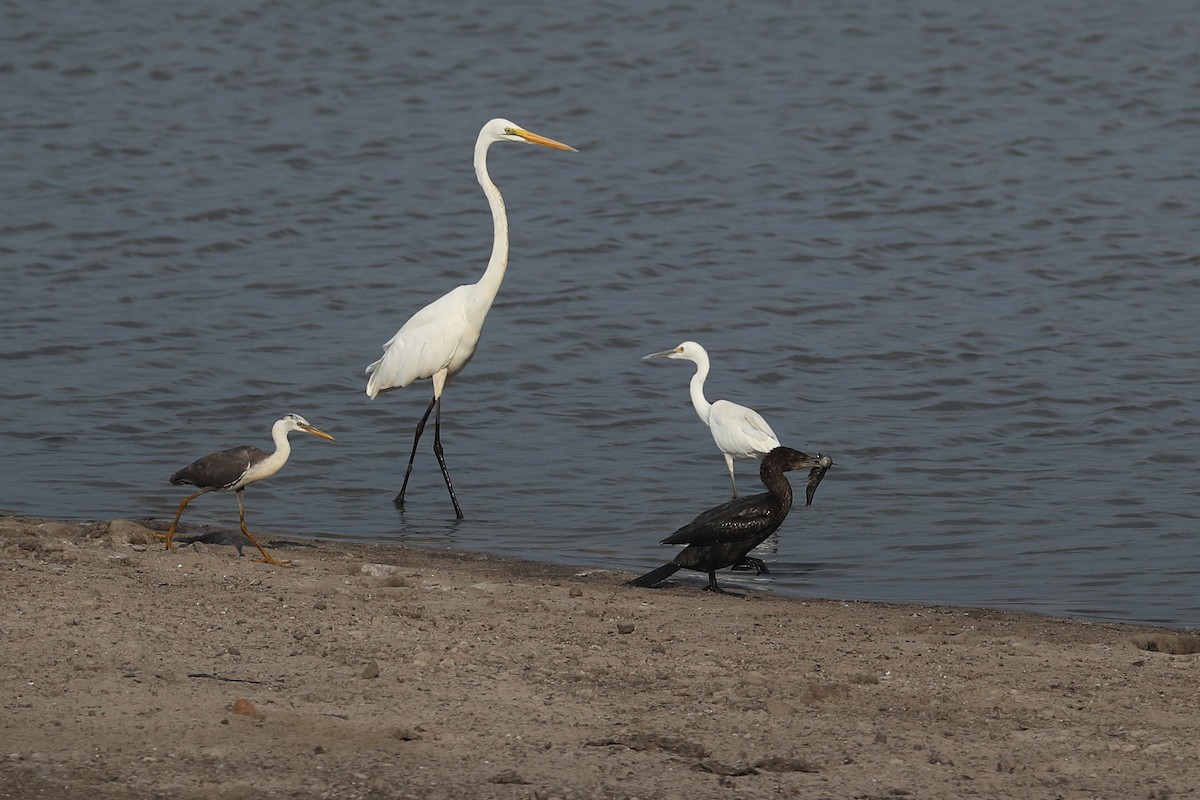 Little Egret - Todd Burrows