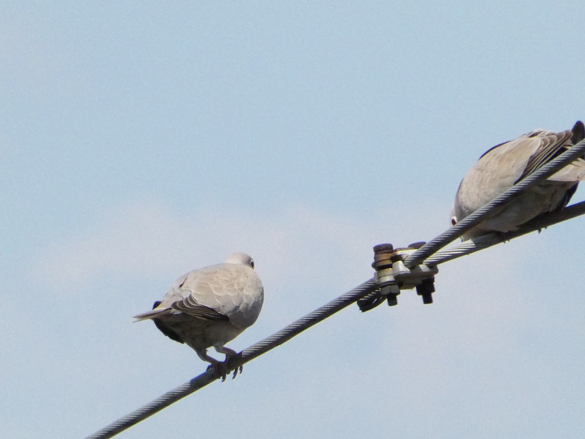 Eurasian Collared-Dove - Михаило Тепавчевић