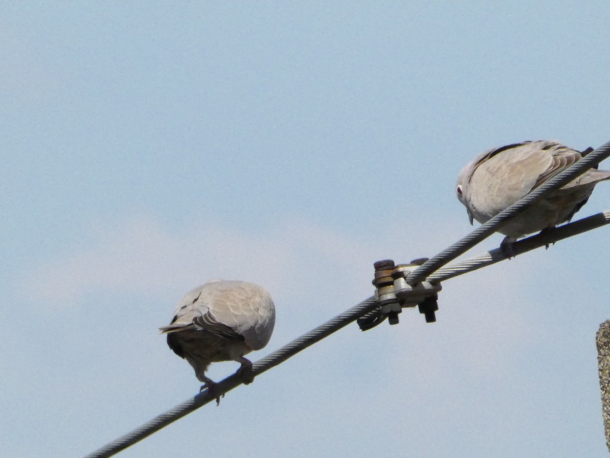 Eurasian Collared-Dove - Михаило Тепавчевић