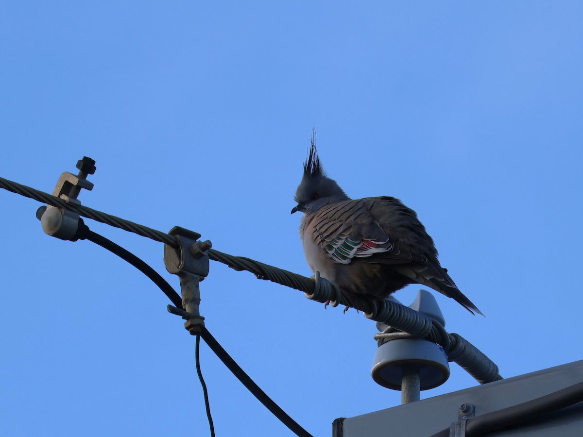 Crested Pigeon - Heather Williams