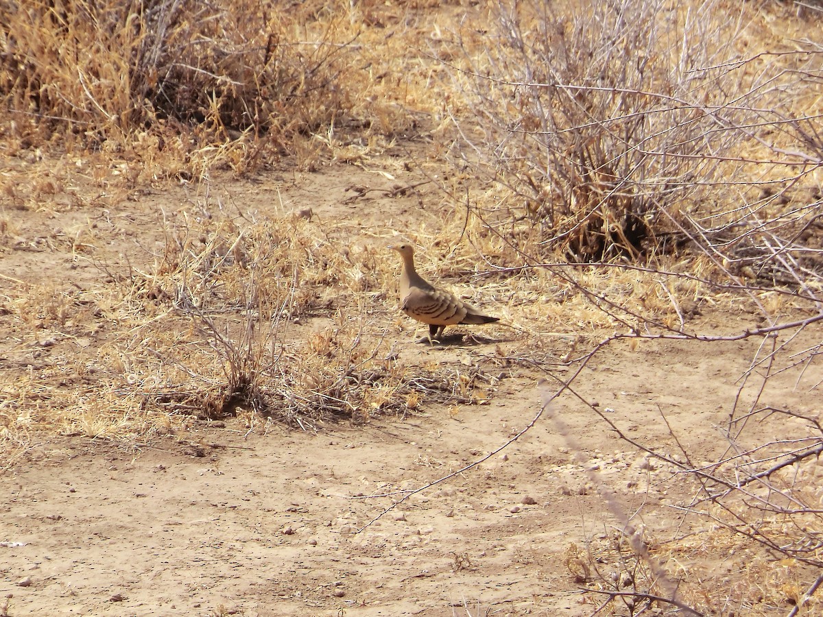 Chestnut-bellied Sandgrouse - Roger Hurt