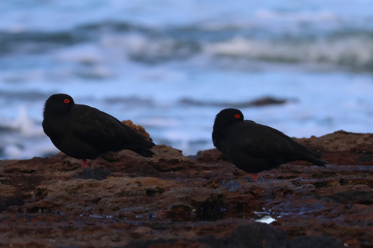 Sooty Oystercatcher - Heather Williams