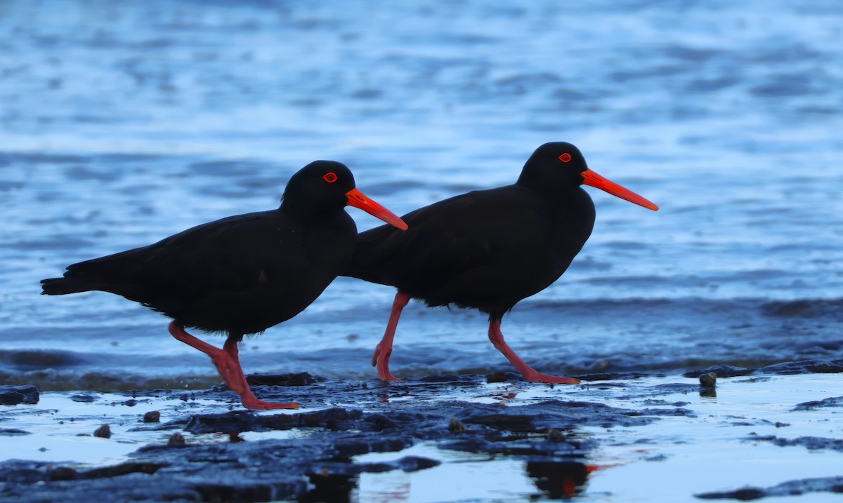 Sooty Oystercatcher - Heather Williams