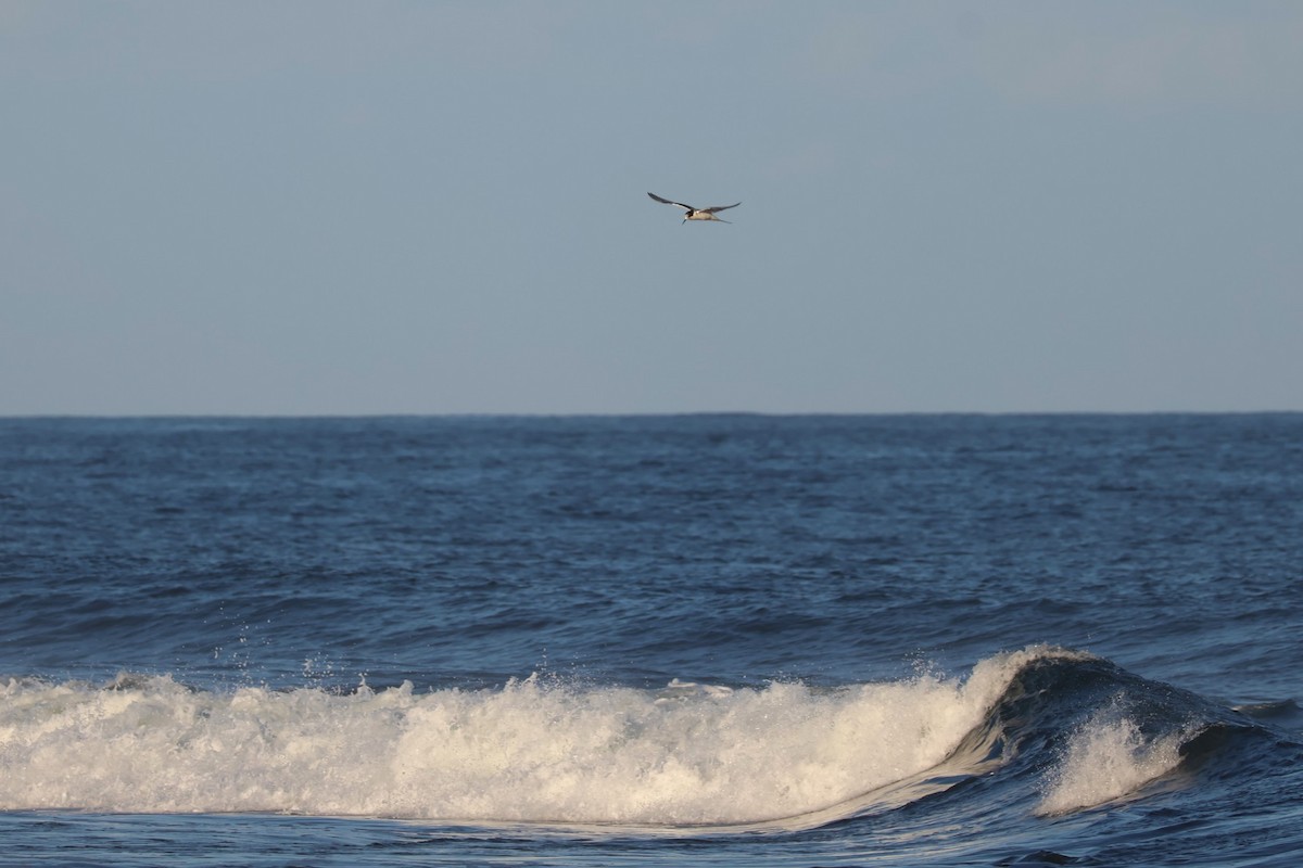 Great Crested Tern - Heather Williams