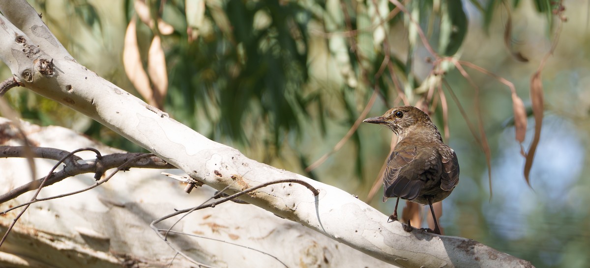 Eurasian Blackbird - Ben Milbourne