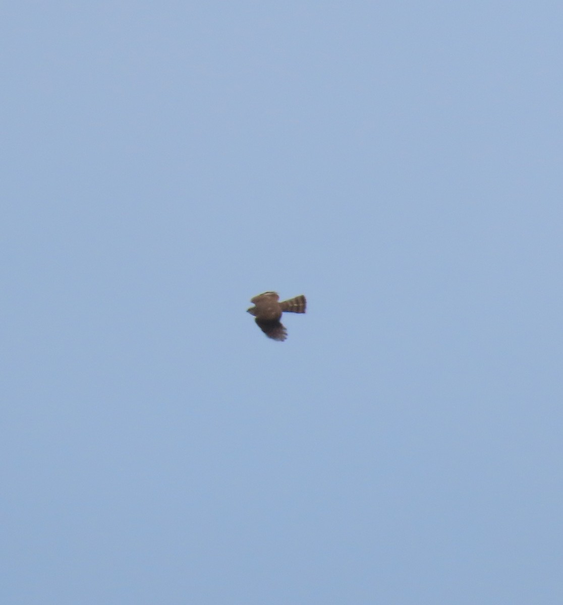 Sharp-shinned Hawk - Rhonda Langelaan