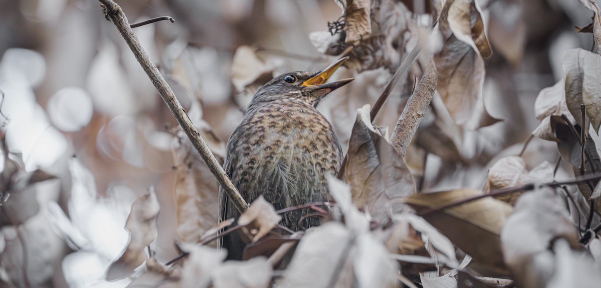 Eurasian Blackbird - Ben Milbourne