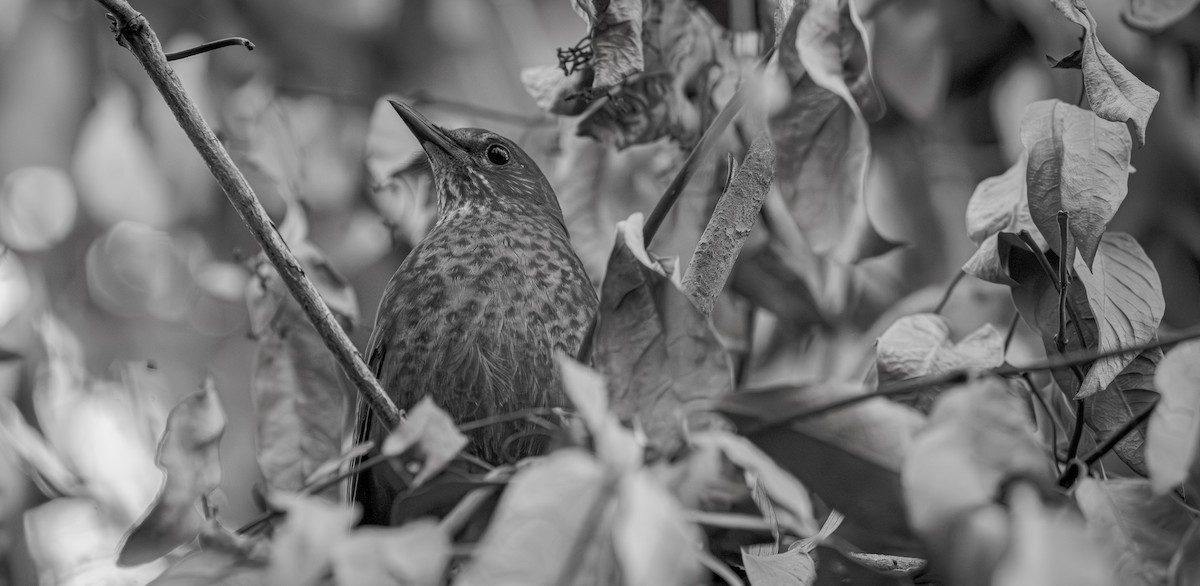 Eurasian Blackbird - Ben Milbourne