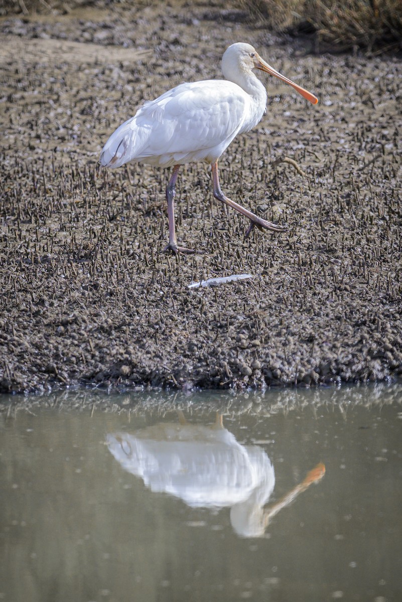 Yellow-billed Spoonbill - ML619121161