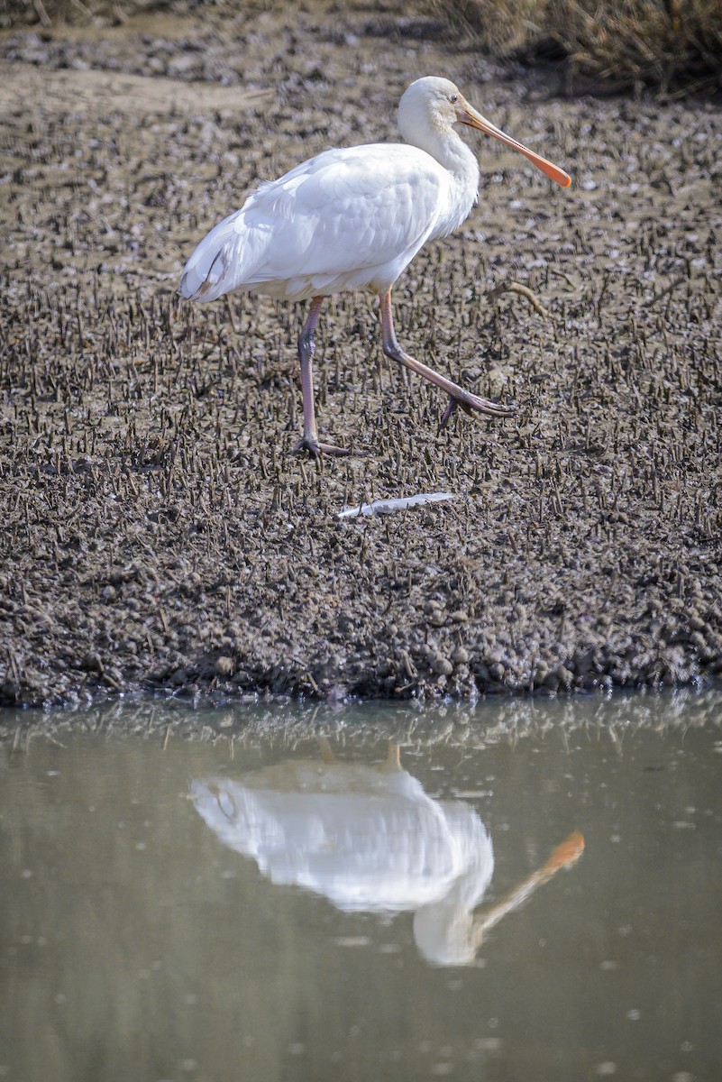 Yellow-billed Spoonbill - Mick Phillips