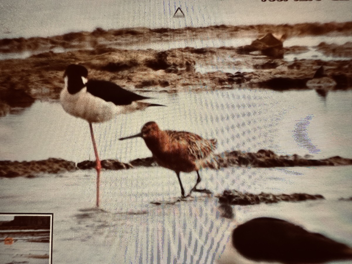 Asian Dowitcher - 雪敏 鄭