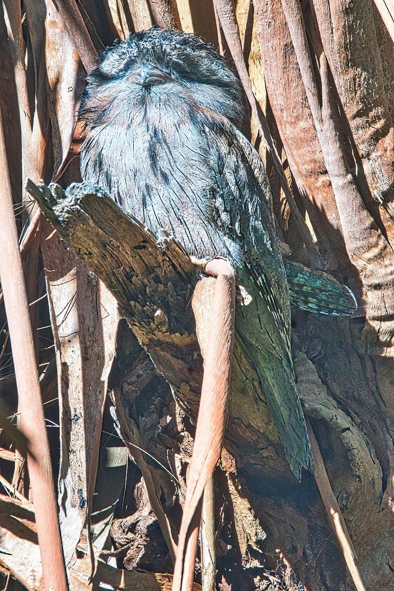 Tawny Frogmouth - Alfons  Lawen