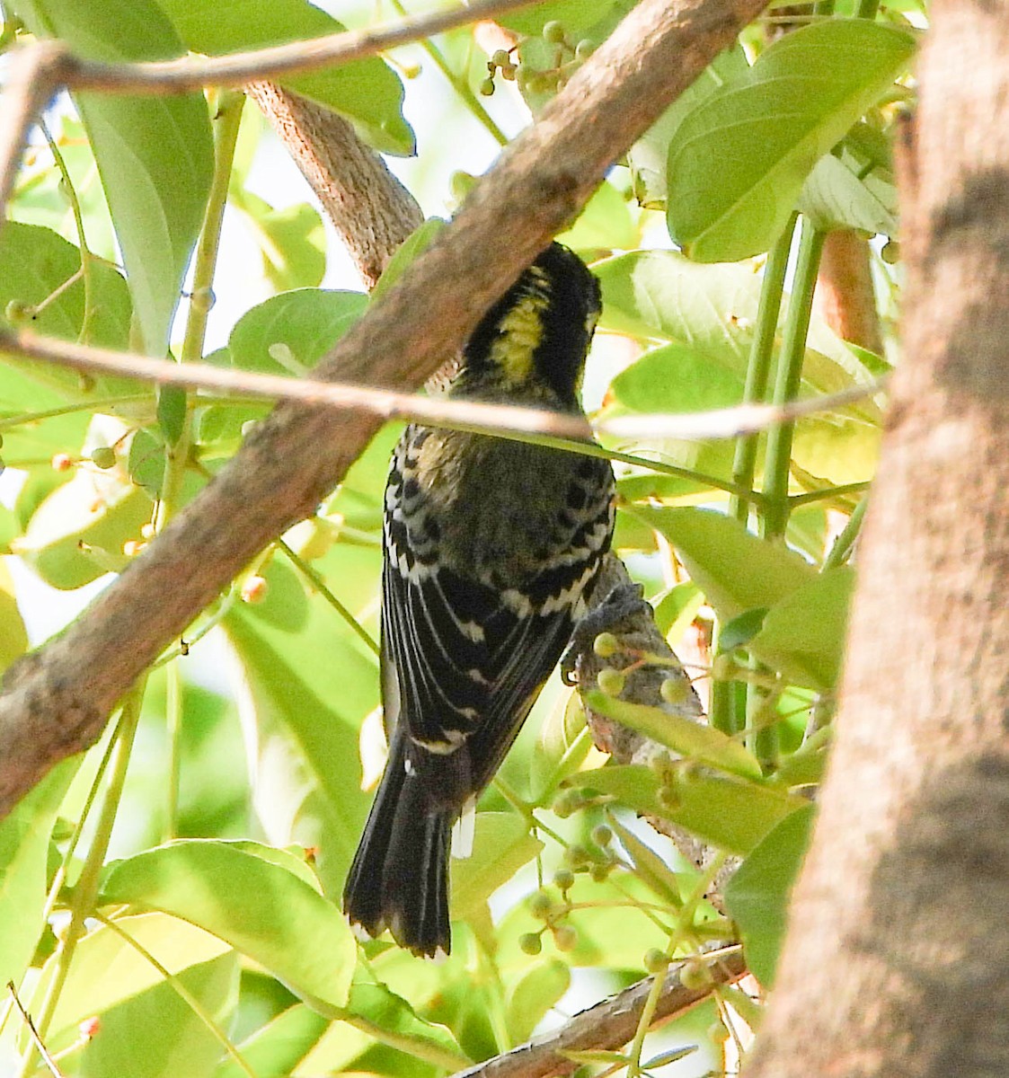 Indian Yellow Tit - HARSHJEET BAL