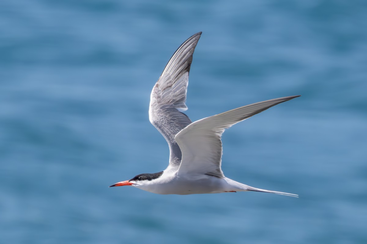 Common Tern - Giuseppe Citino