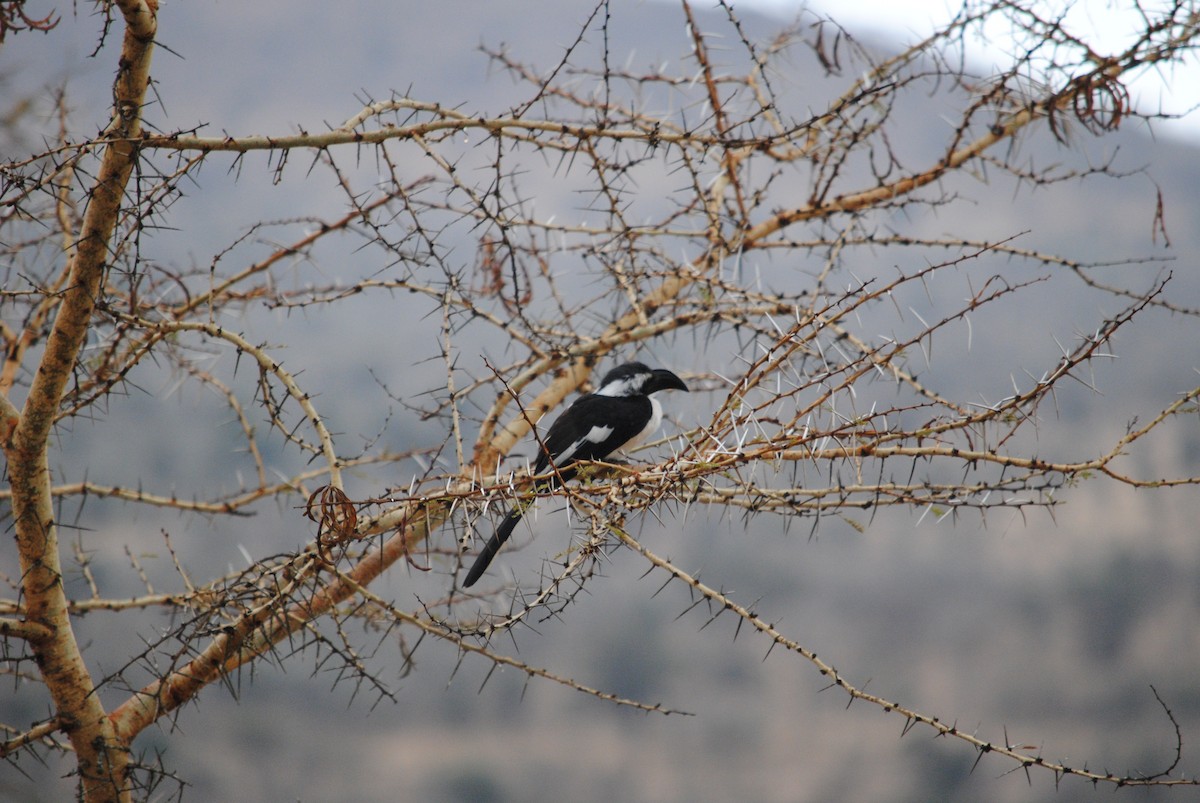 Von der Decken's Hornbill - ML619121208