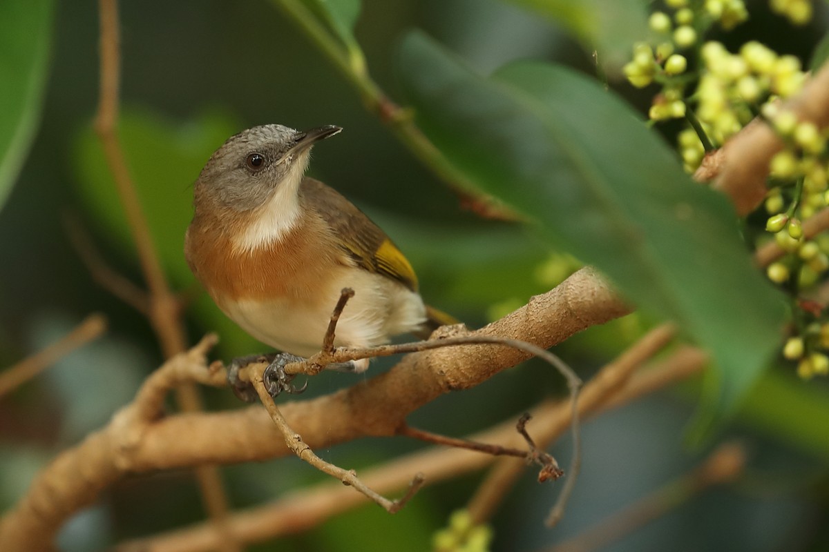 Rufous-banded Honeyeater - ML619121210