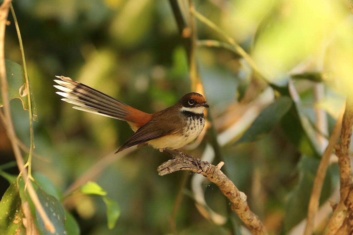 Arafura Fantail - Todd Burrows