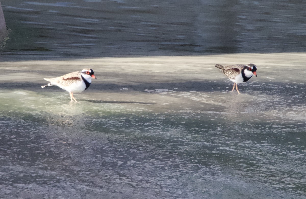 Black-fronted Dotterel - Yvonne van Netten