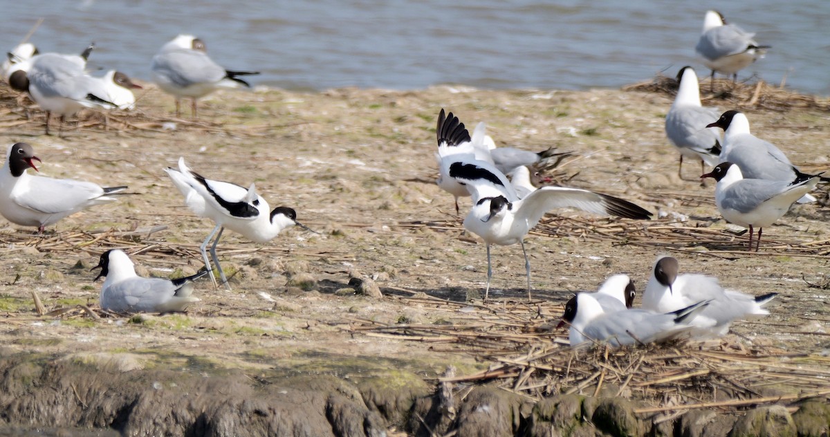 Pied Avocet - Greg Baker