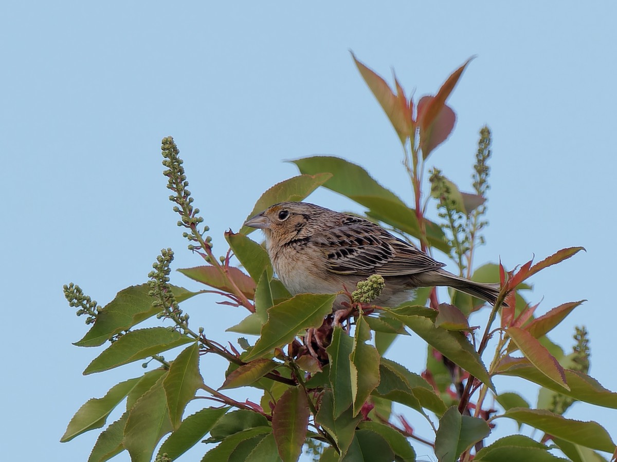 Grasshopper Sparrow - ML619121229