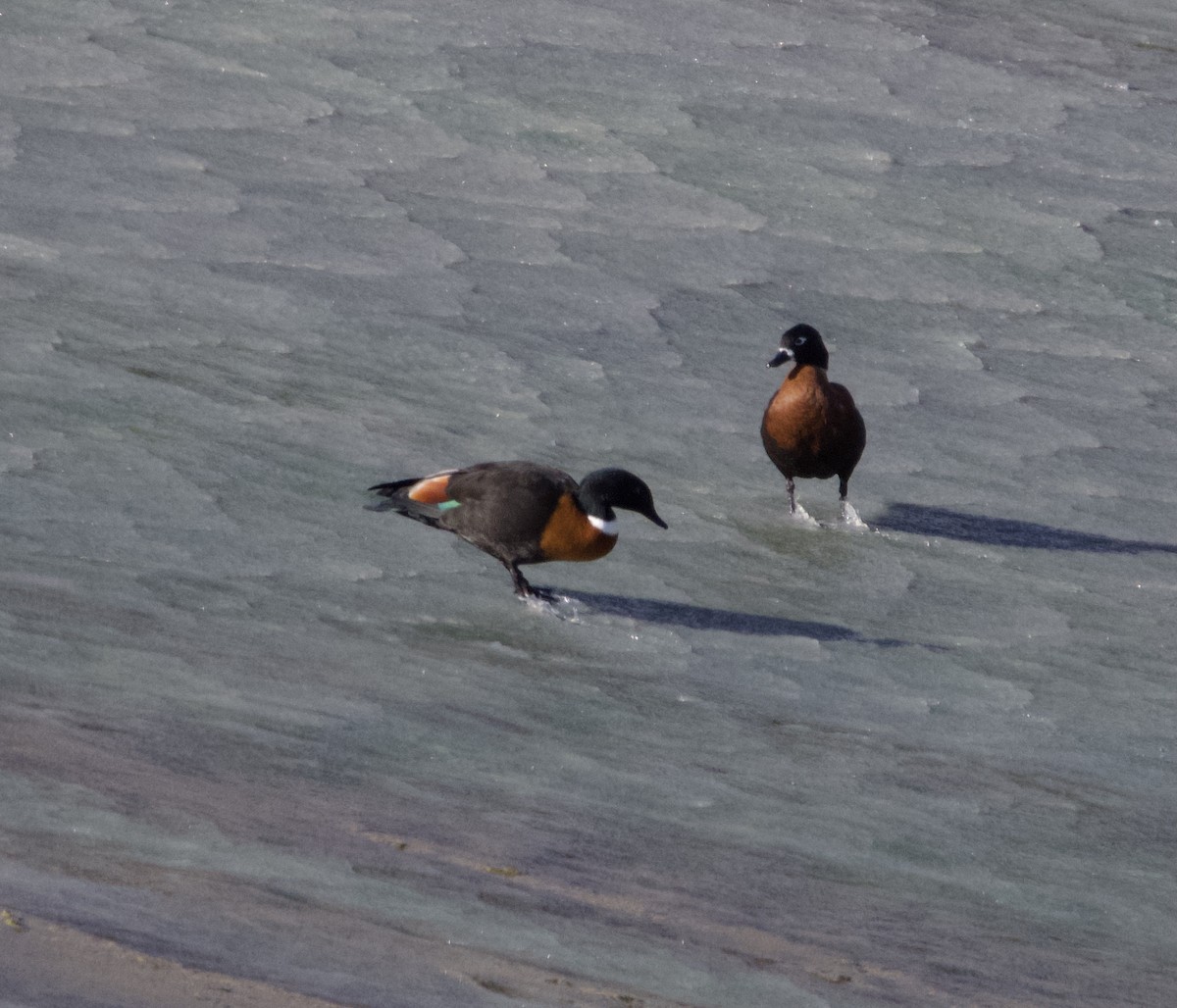 Australian Shelduck - Yvonne van Netten