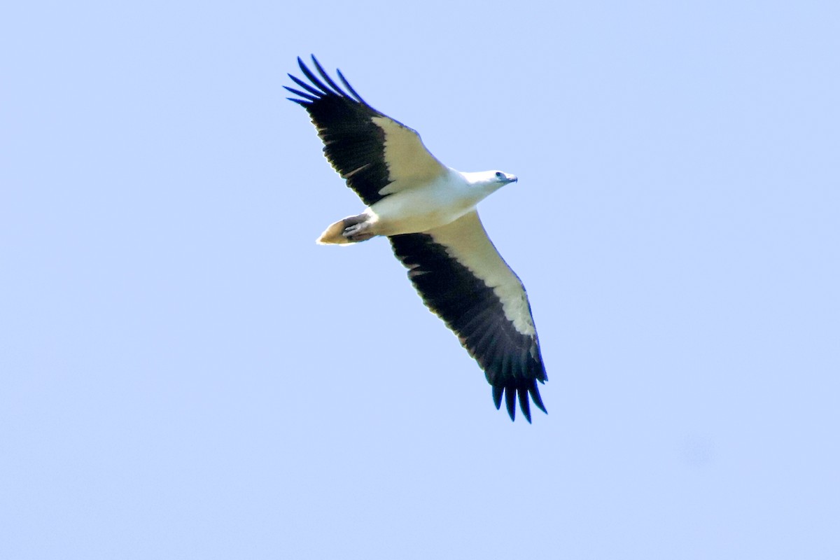 White-bellied Sea-Eagle - Sonia Boughton