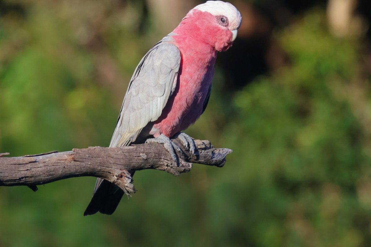 Galah - Sonia Boughton