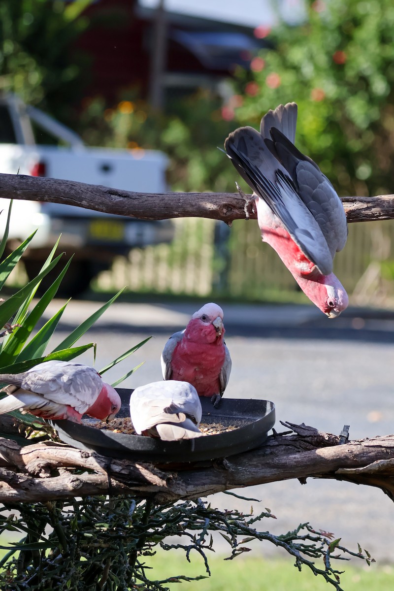 Galah - Sonia Boughton