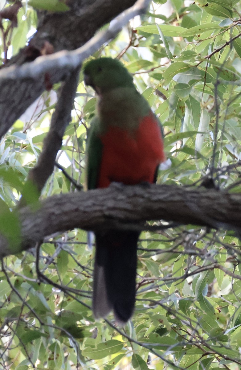 Australian King-Parrot - Sonia Boughton