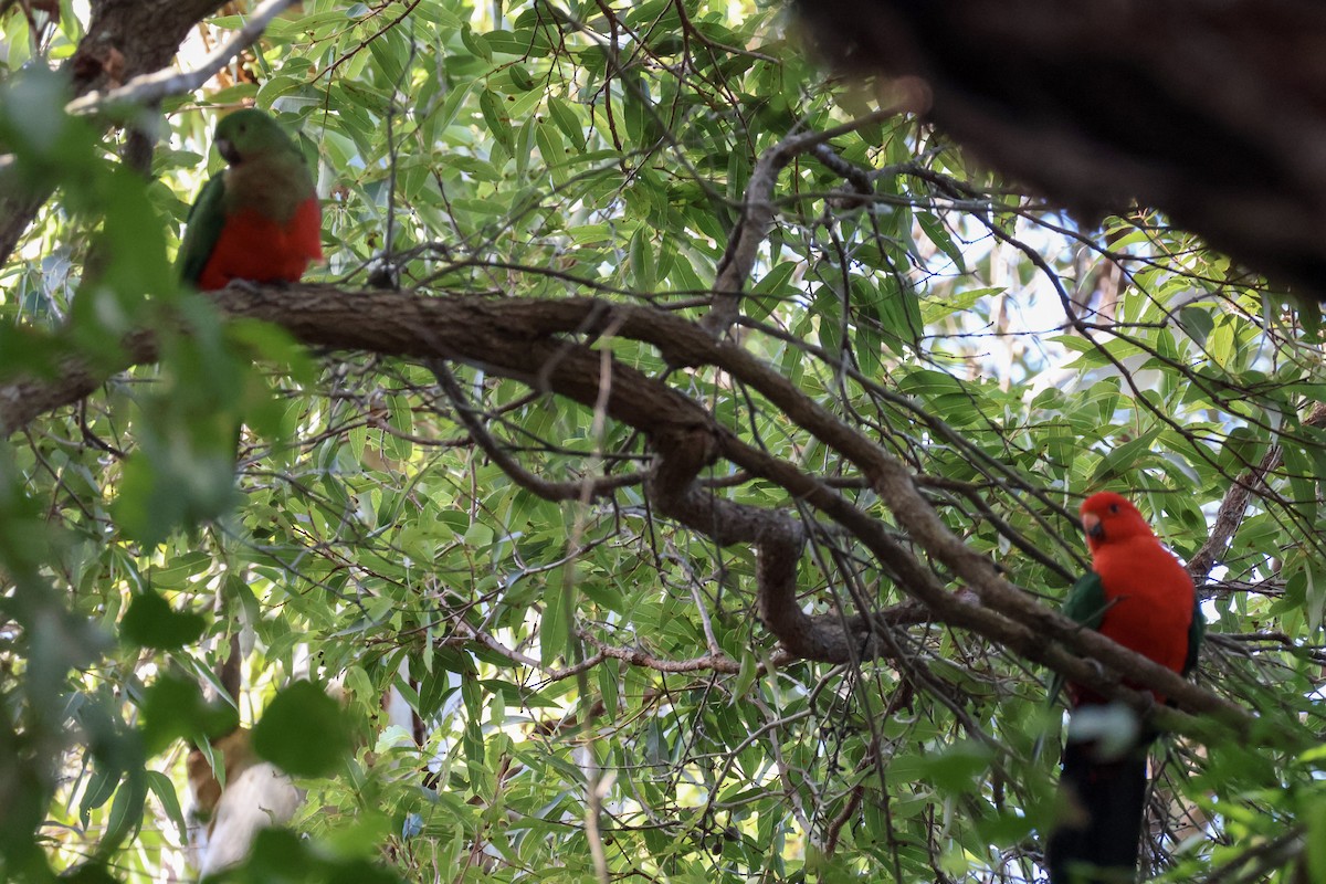 Australian King-Parrot - Sonia Boughton