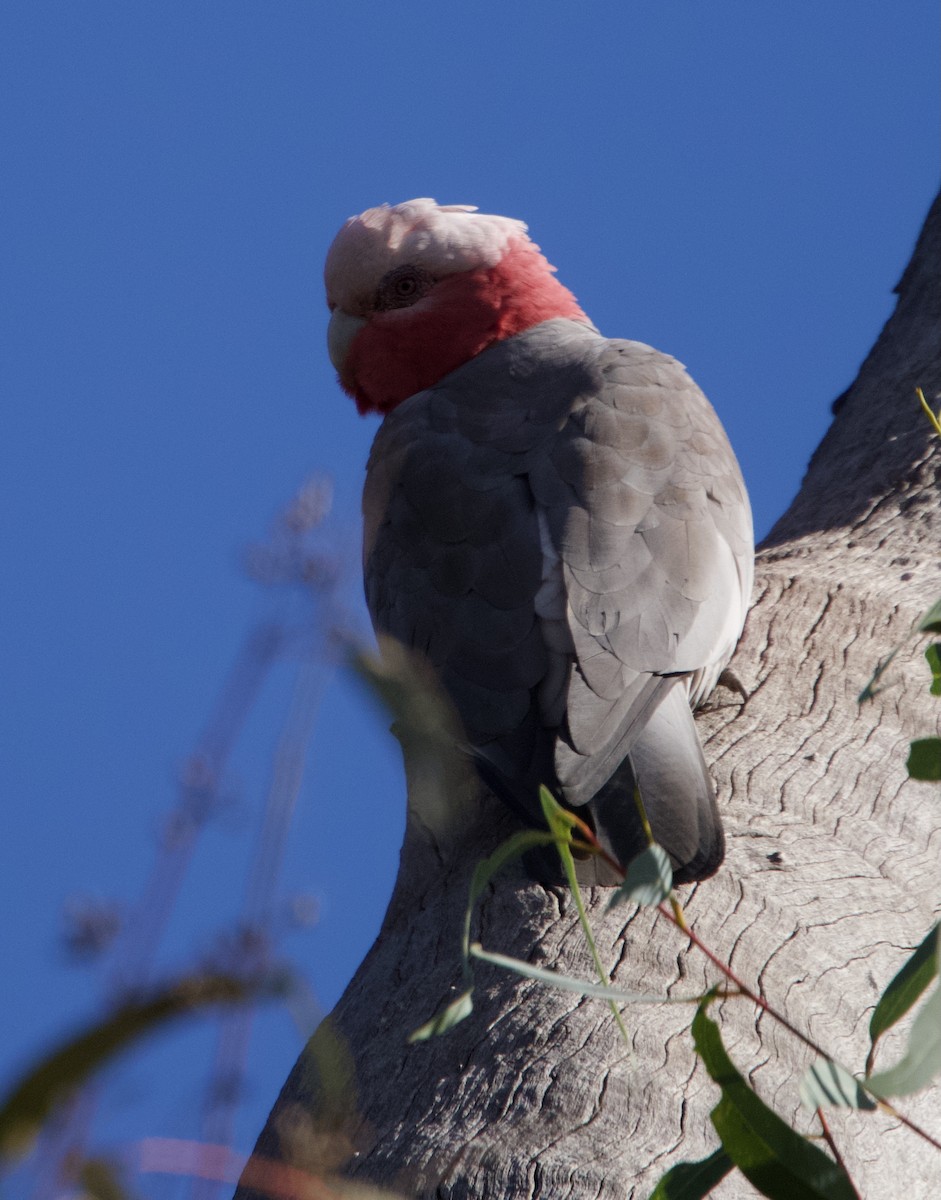 Galah - Yvonne van Netten