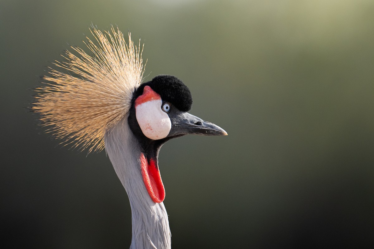 Gray Crowned-Crane - Rohail Akbar