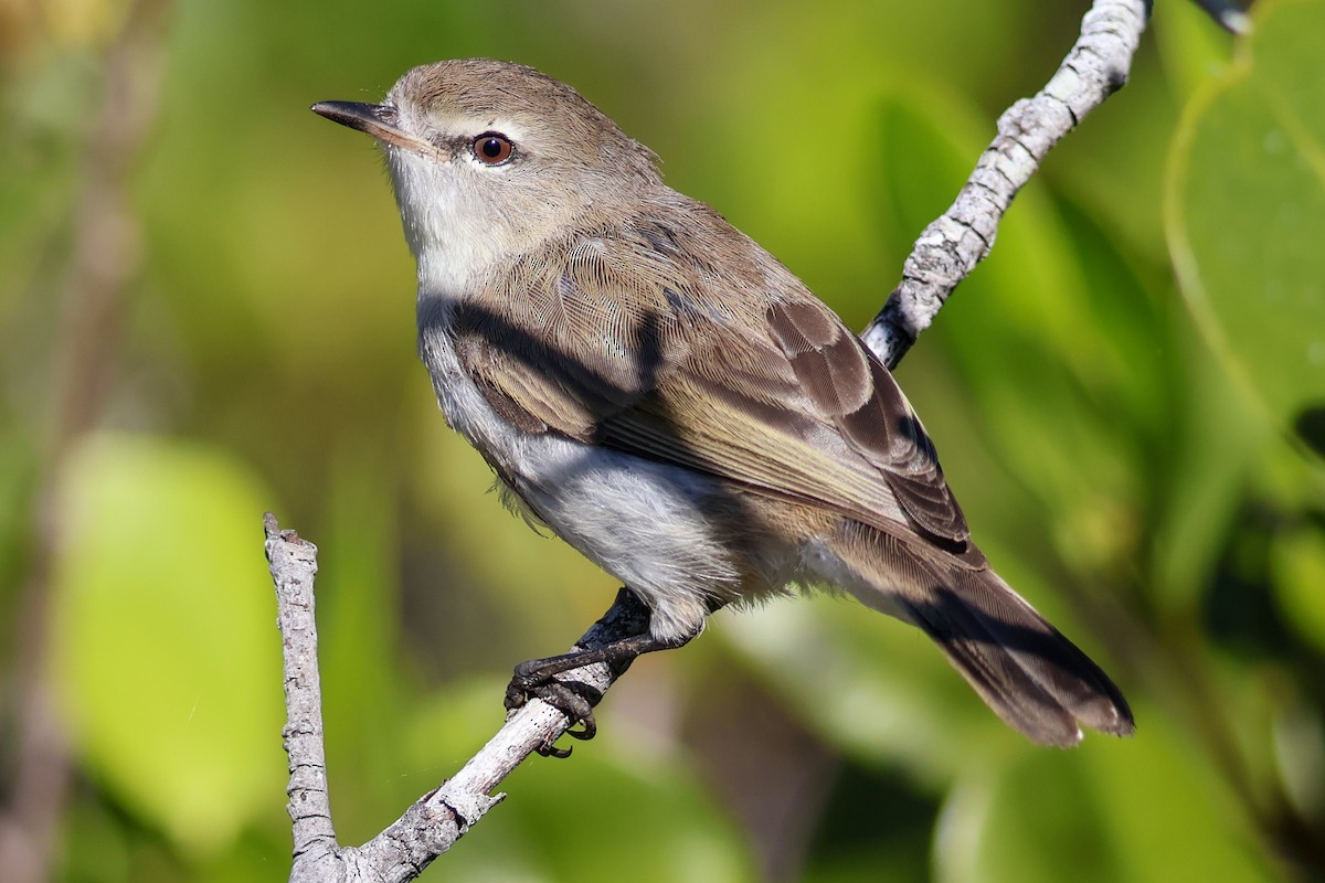 Mangrove Gerygone - ML619121295