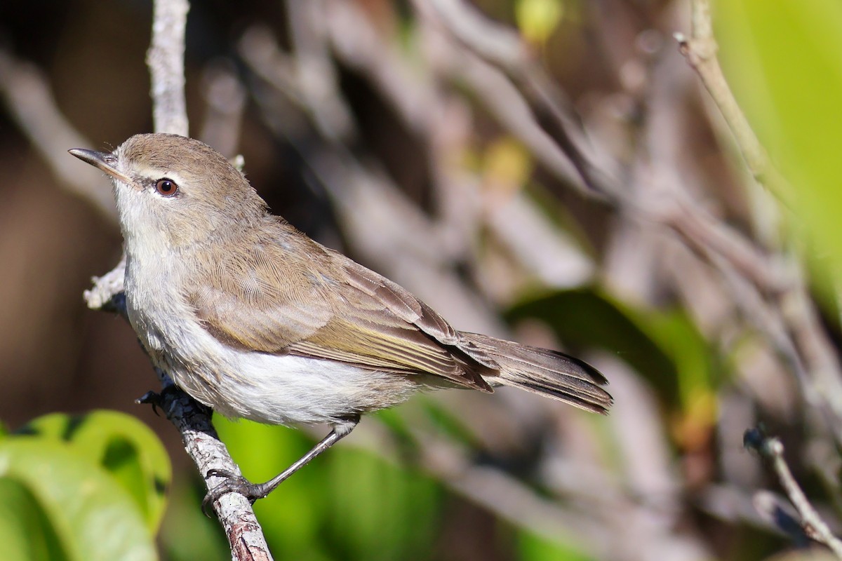 Mangrove Gerygone - Sonia Boughton