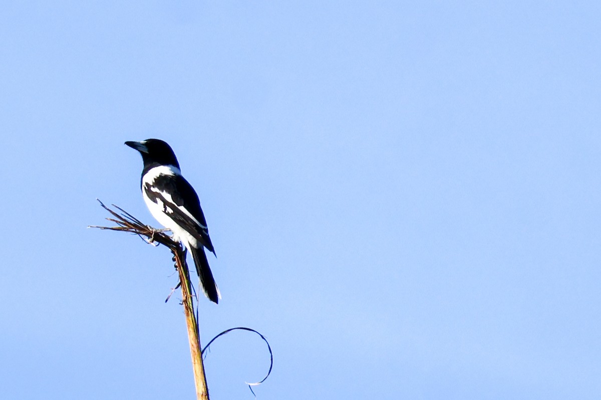 Pied Butcherbird - Sonia Boughton