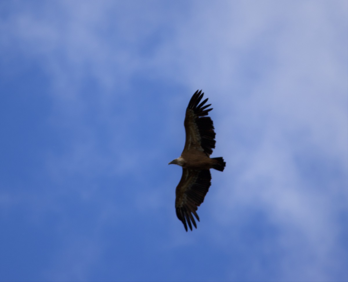 Eurasian Griffon - Donald Broadbridge