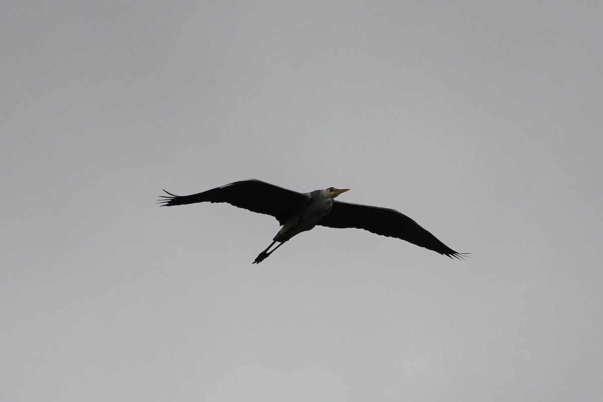 Gray Heron - Michael Louey