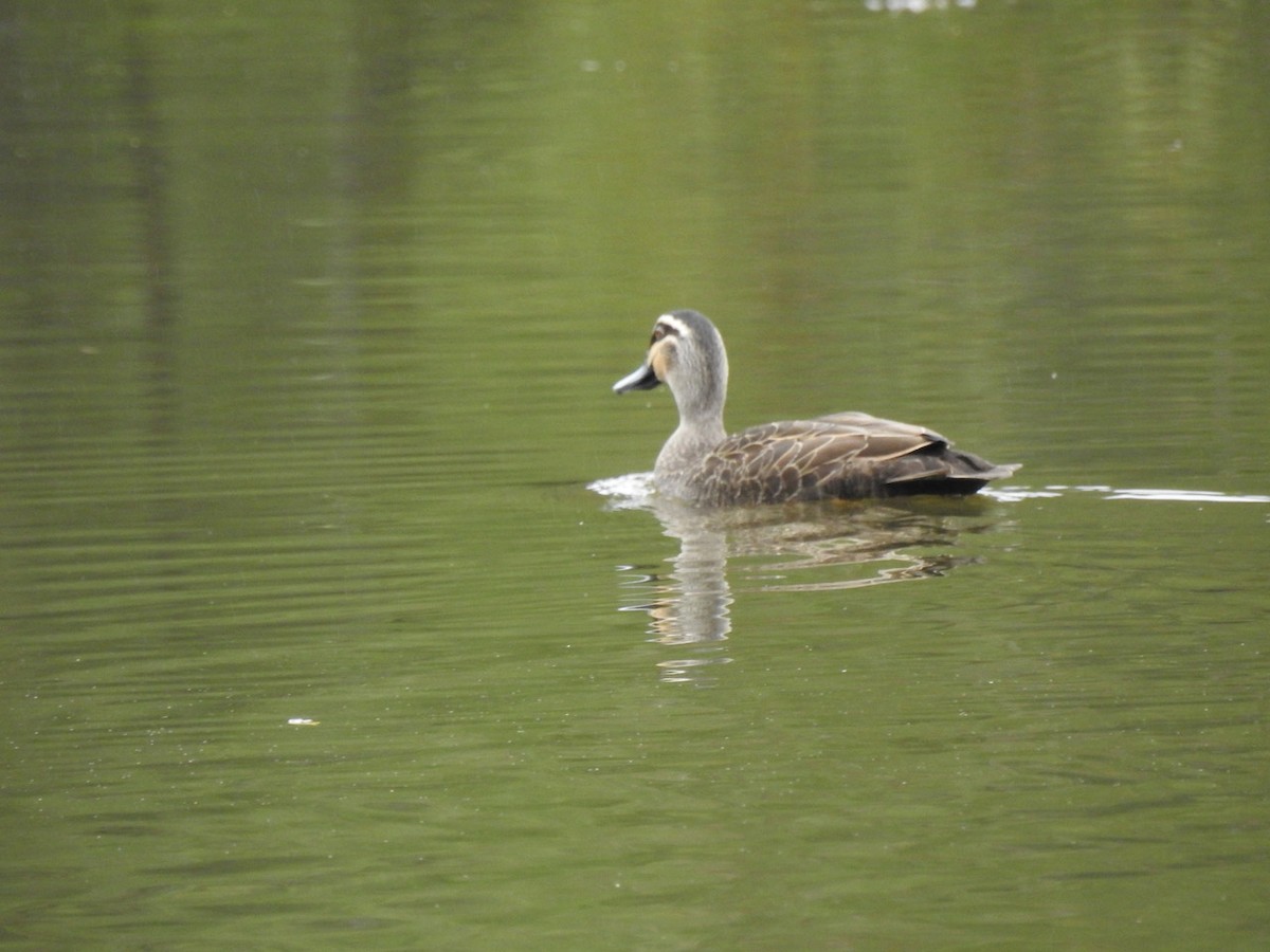 Canard à sourcils - ML619121329