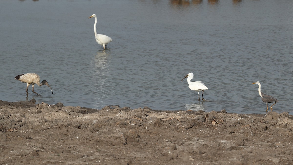 Australian Ibis - ML619121332