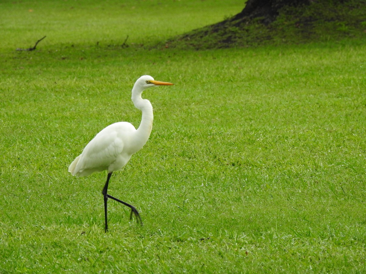 Great Egret - Darren Cosgrove