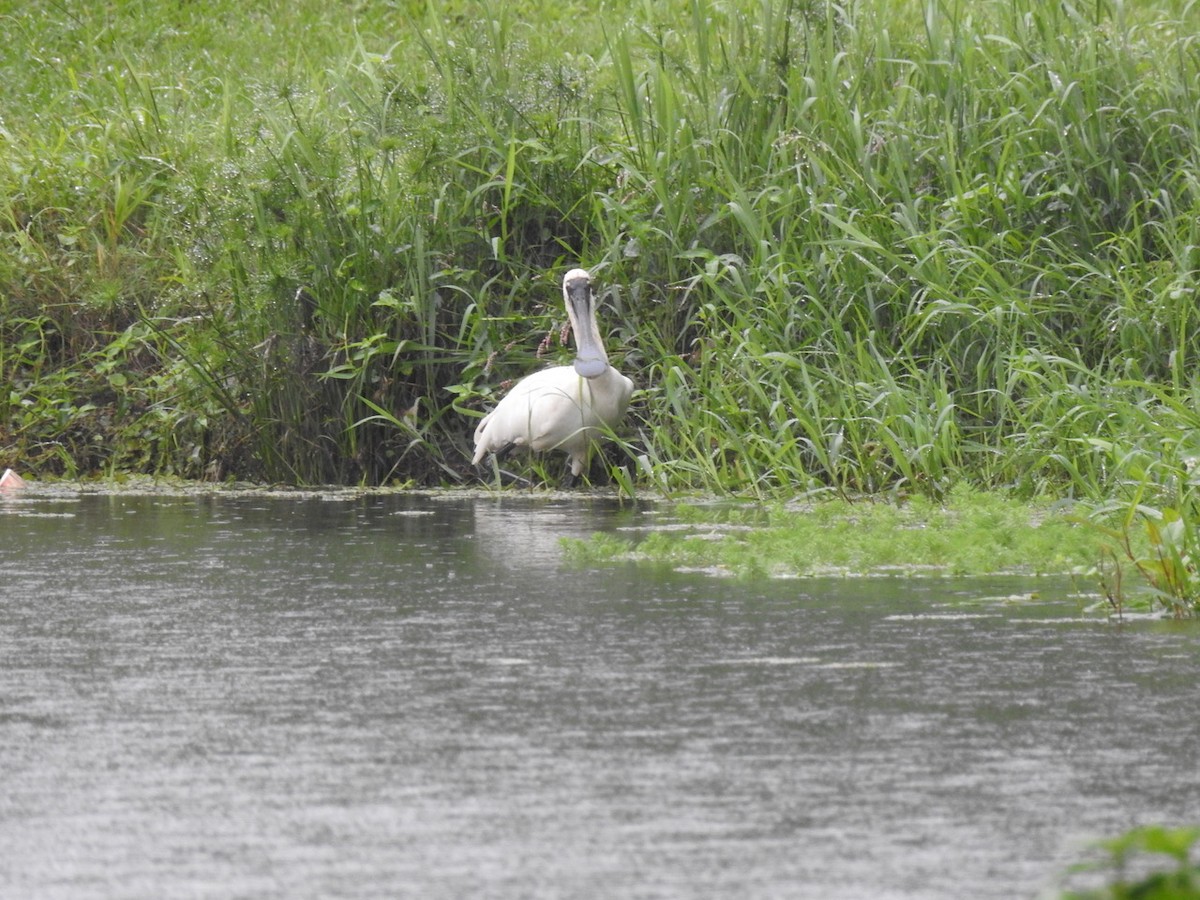 Royal Spoonbill - Darren Cosgrove