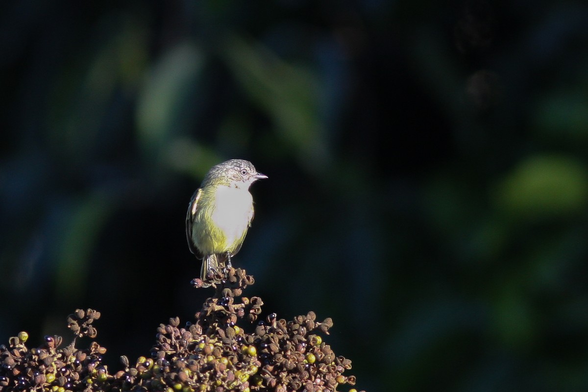 Slender-footed Tyrannulet - Per Smith