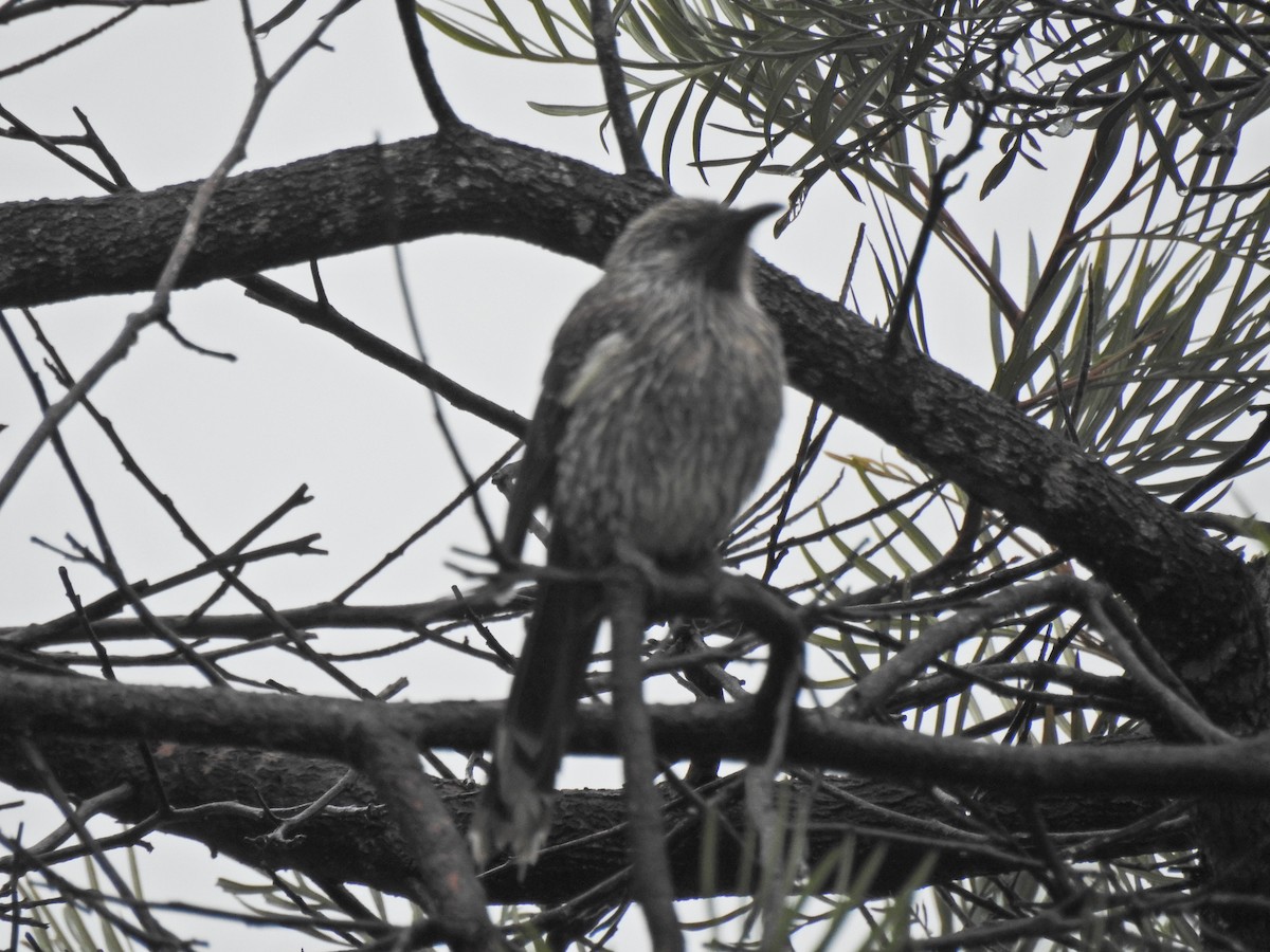 Little Wattlebird - Darren Cosgrove