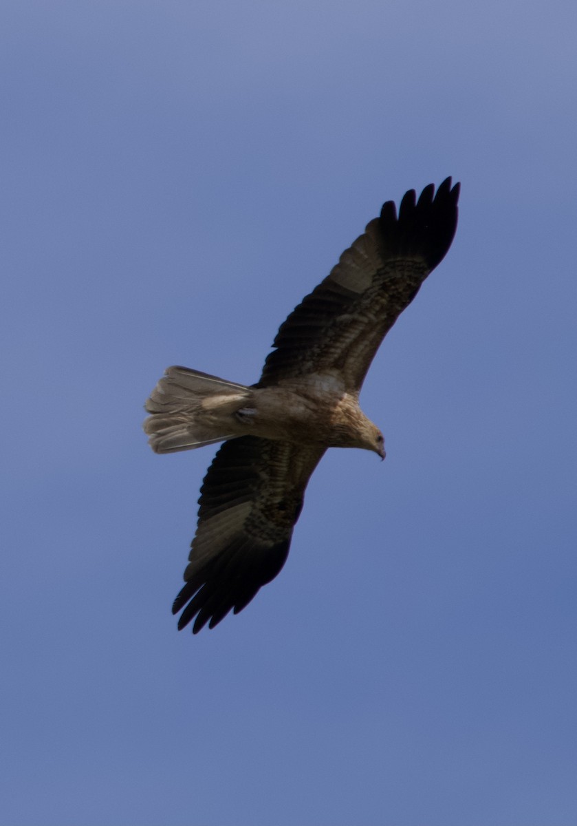 Whistling Kite - Yvonne van Netten