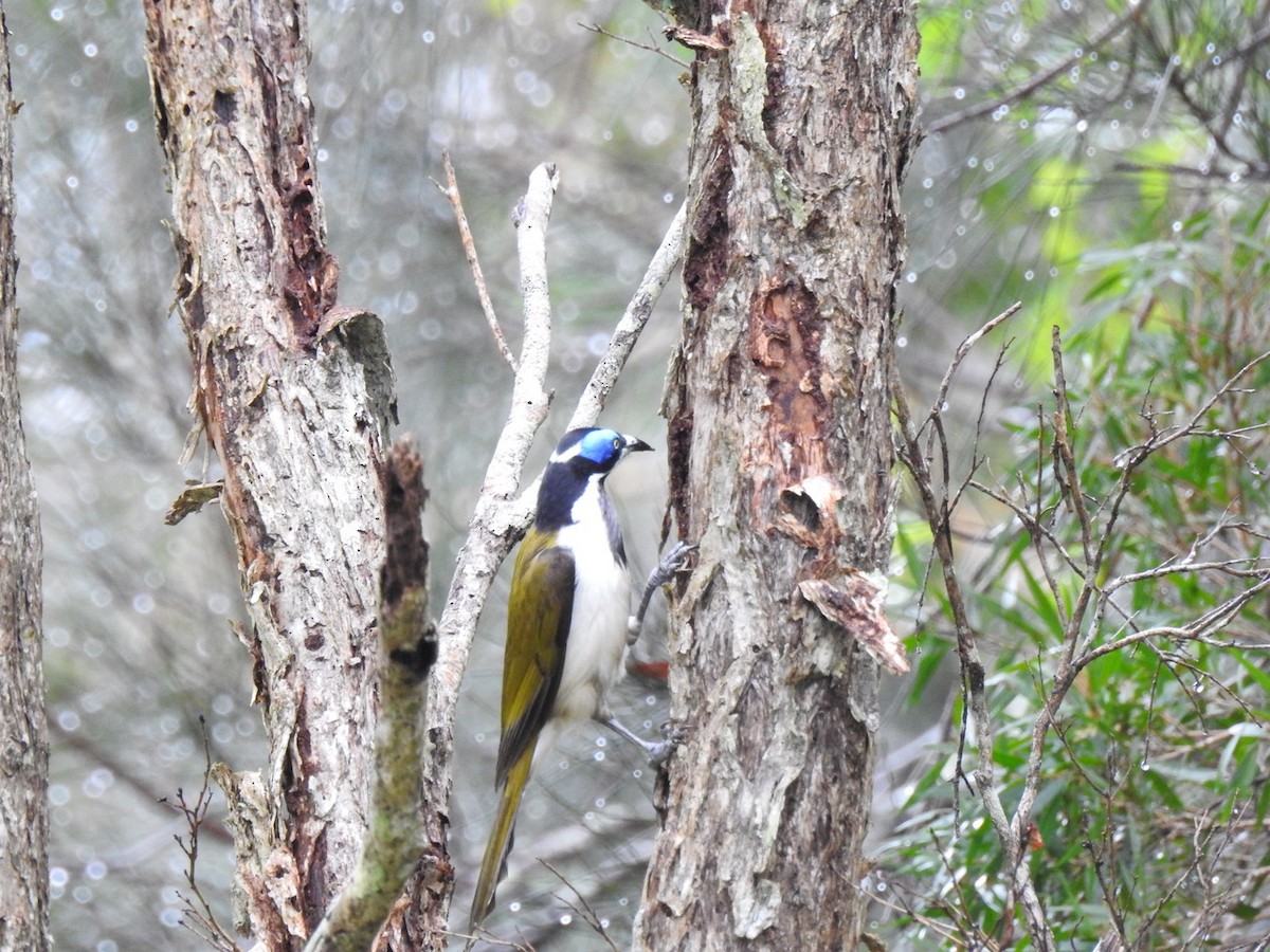 Blue-faced Honeyeater - Darren Cosgrove