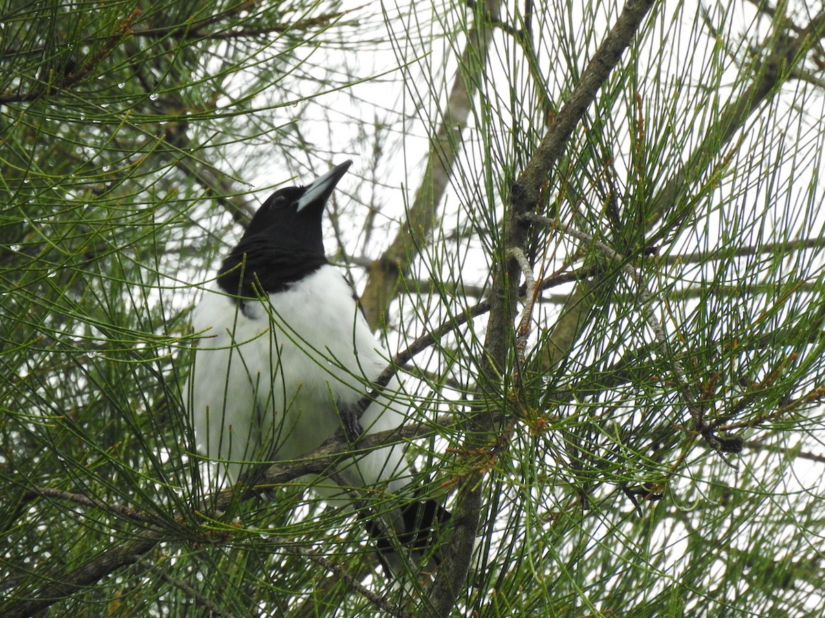 Pied Butcherbird - Darren Cosgrove