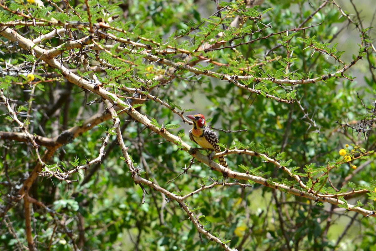 Red-and-yellow Barbet - Roger Hurt