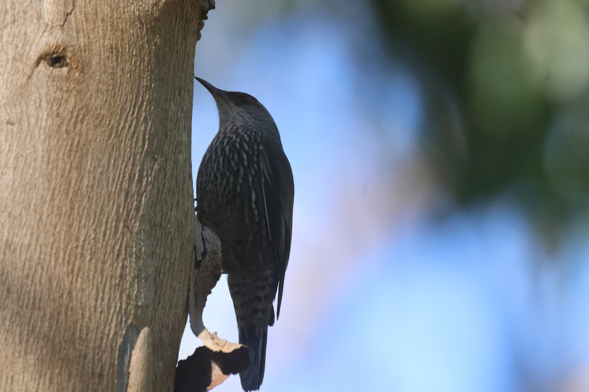 Red-browed Treecreeper - GEOFFREY SHINKFIELD